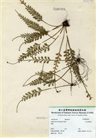 藏品(長生鐵角蕨)的圖片